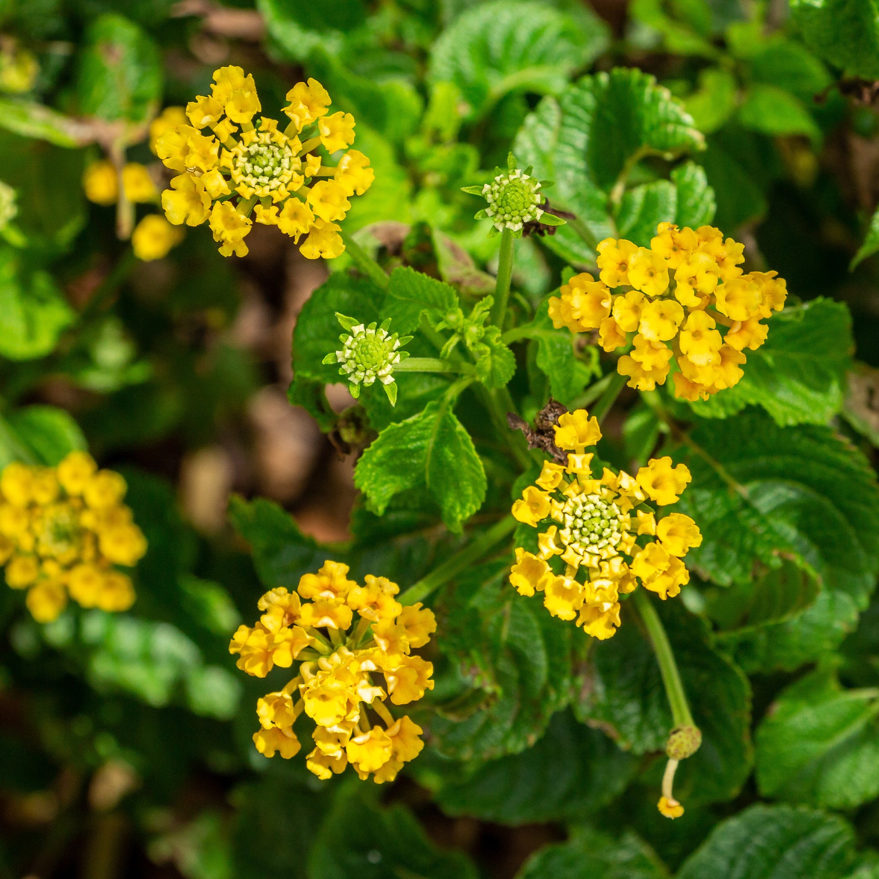 Lantana yellow - Lantana jaune - Balcon et terrasse