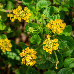 Lantana yellow - Lantana jaune - Balcon et terrasse