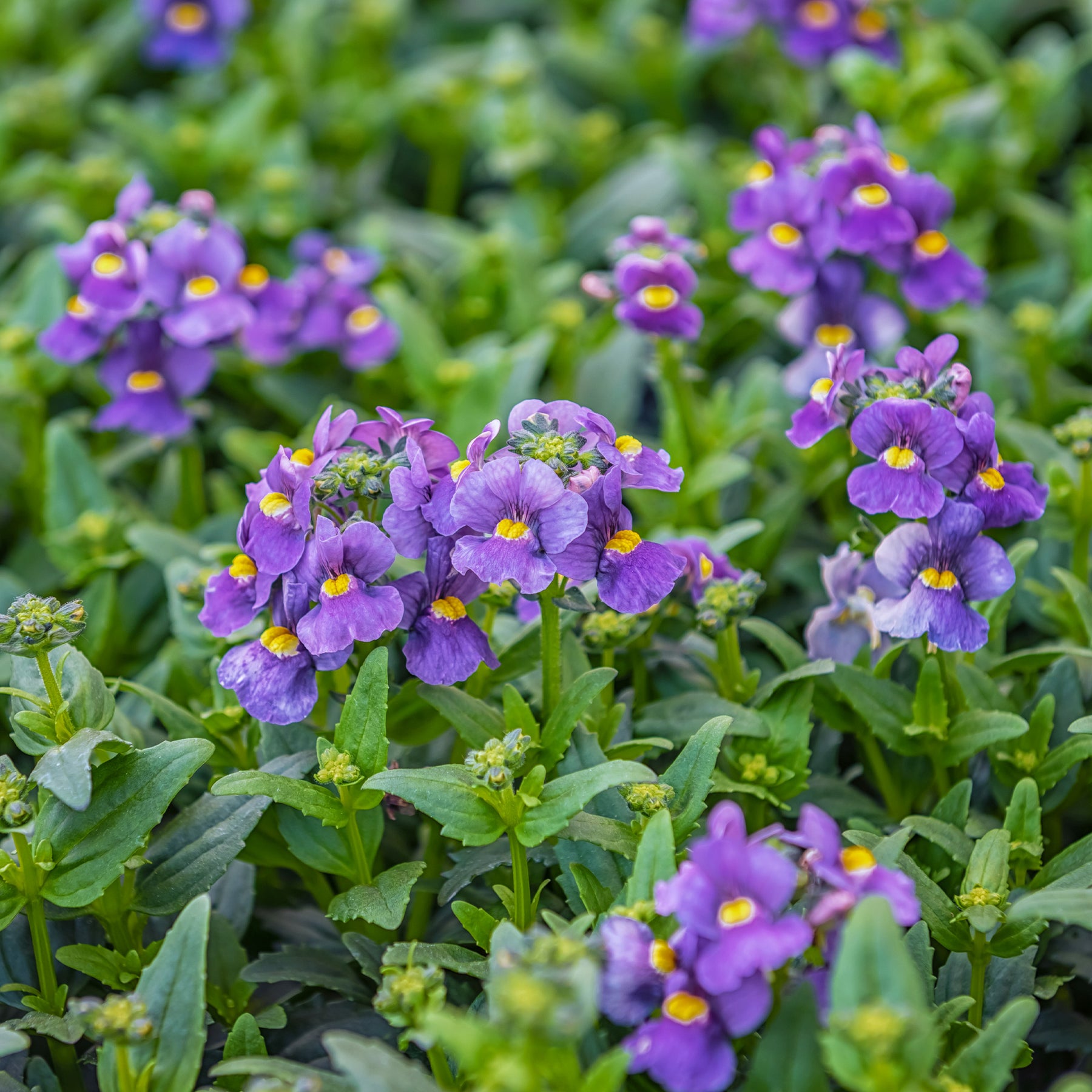 Némésie bleue - Nemesia  blue - Willemse