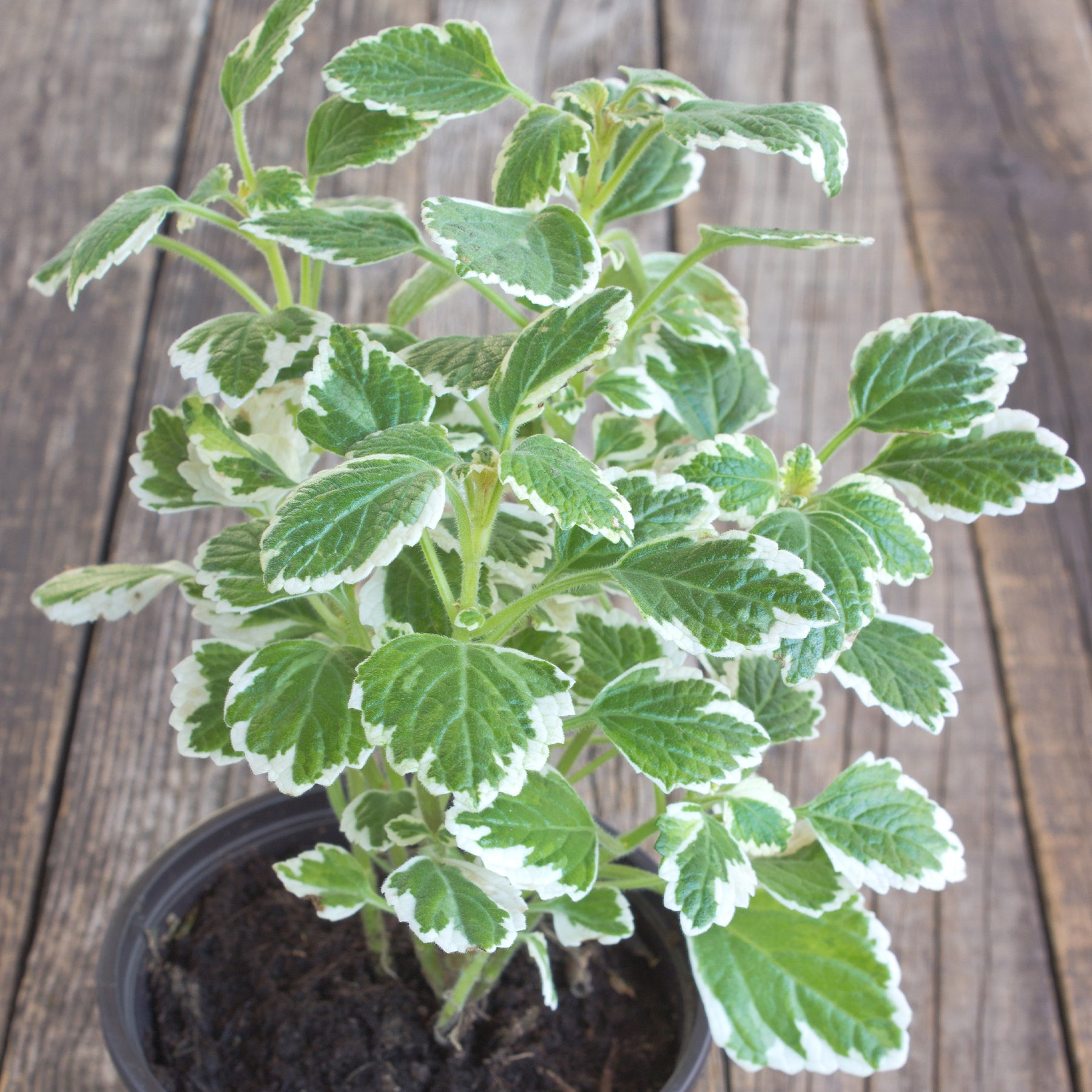 Plectranthus bicolore vert et blanc - Plectranthus bicolore green and white - Willemse