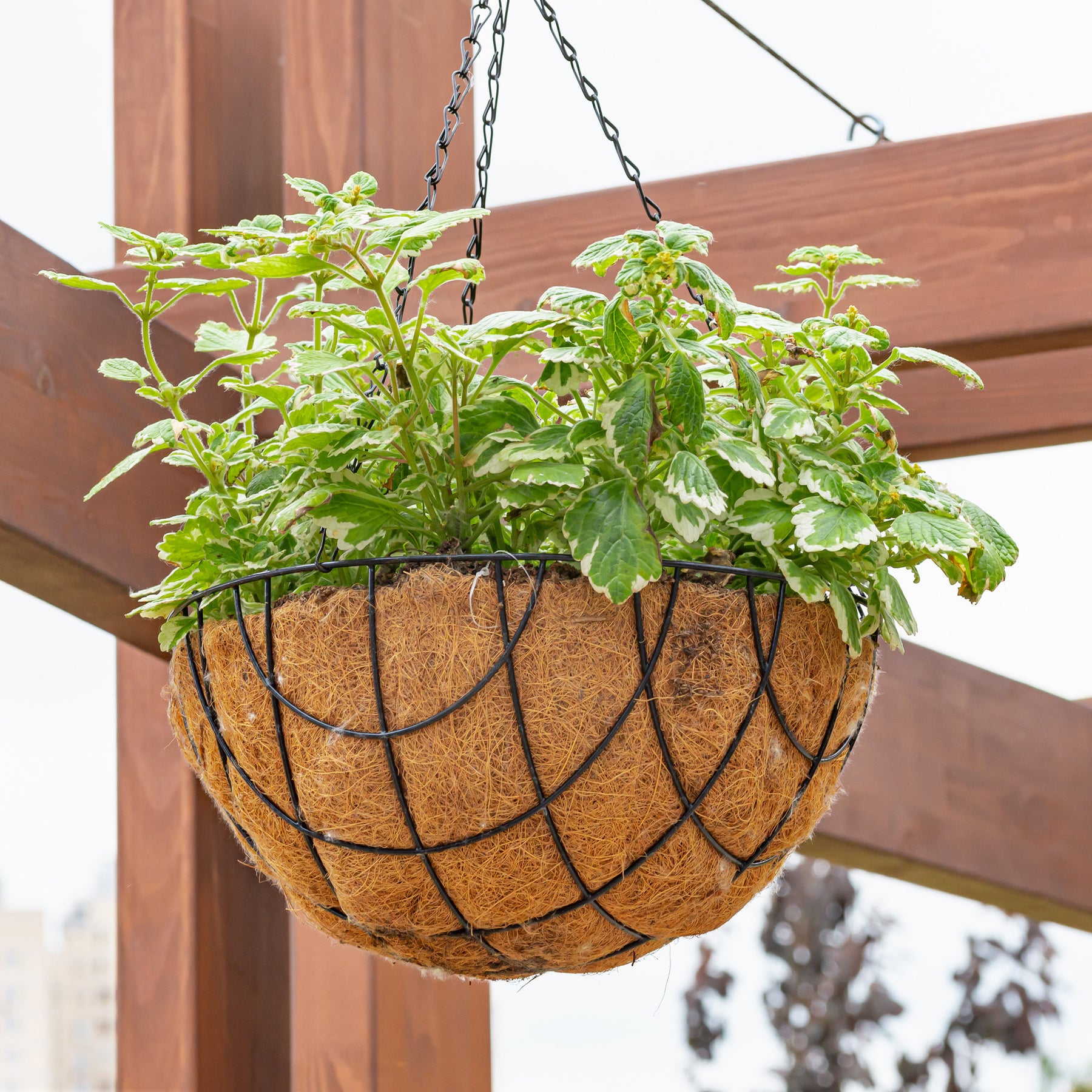 Balcon et terrasse - Plectranthus bicolore vert et blanc - Plectranthus bicolore green and white