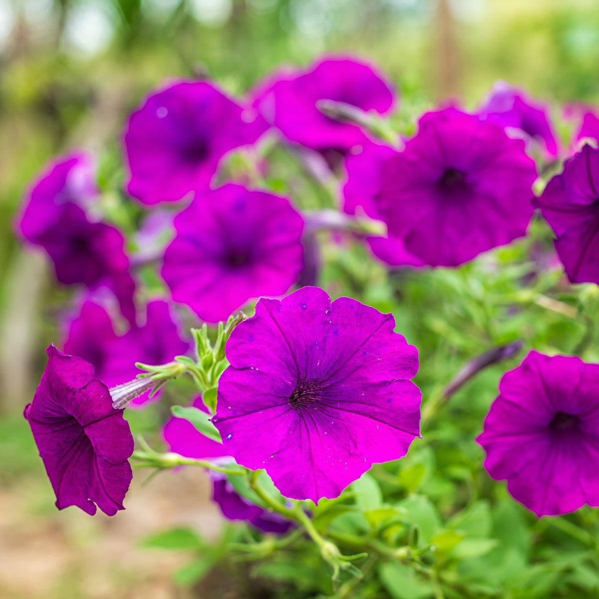 Surfinia violette - Surfinia purple - Willemse