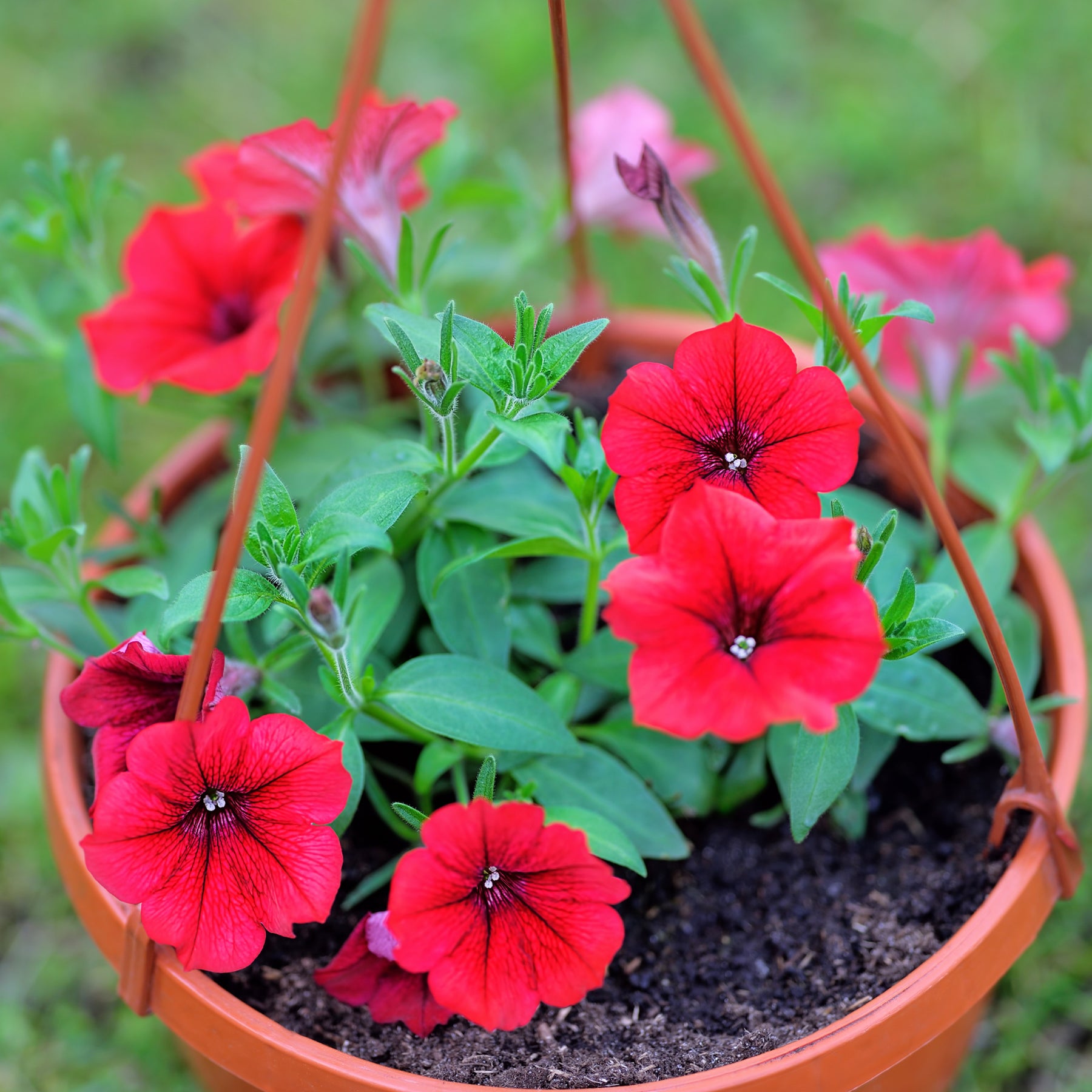 Surfinia rouge - Surfinia red - Willemse