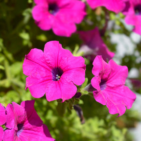 Surfinia rose - Surfinia pink - Willemse