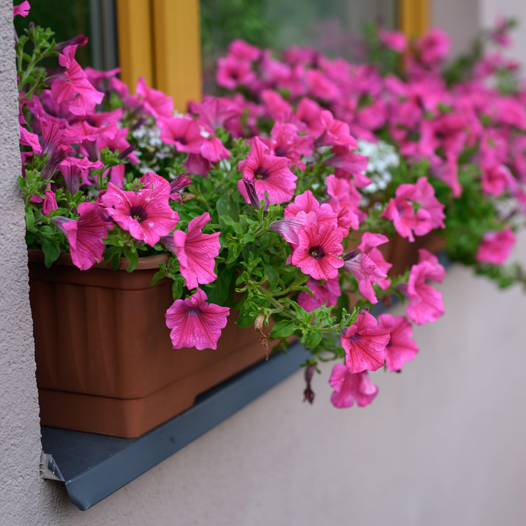 Surfinia pink - Surfinia rose - Pétunias