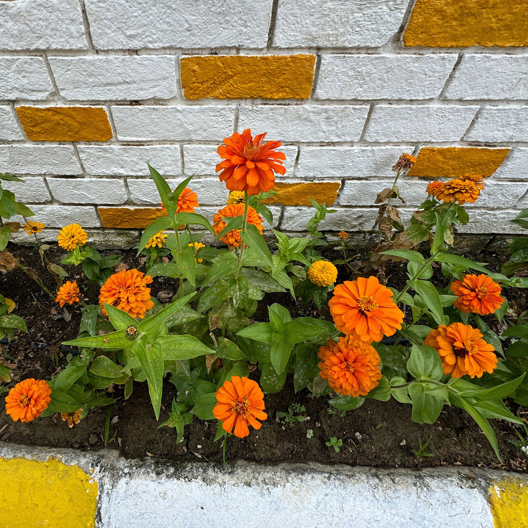 Zinnia  orange - Zinnia orange - Balcon et terrasse