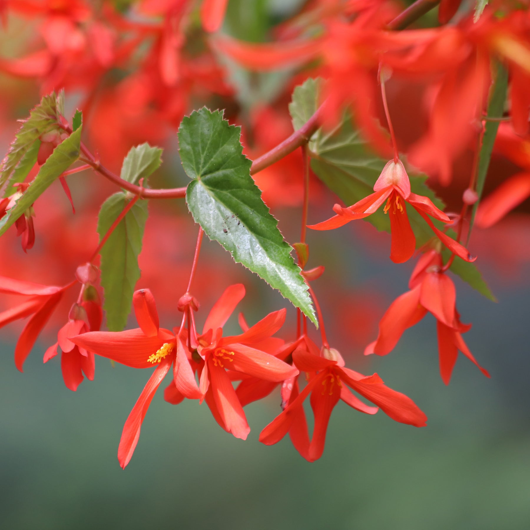 Bégonia pendula orange - Bégonia retombant orange - Begonia