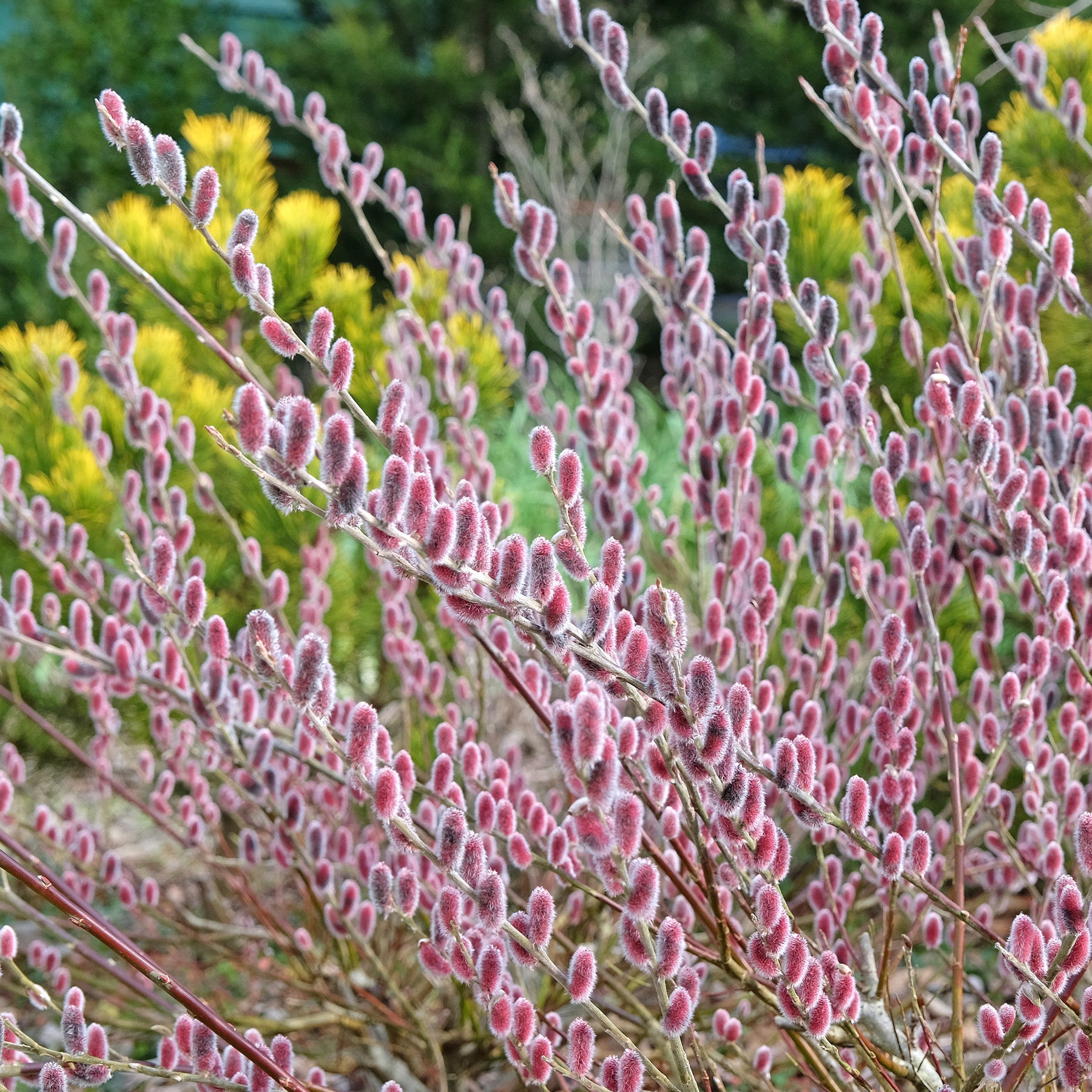 Saule à chatons roses sur tige - Willemse
