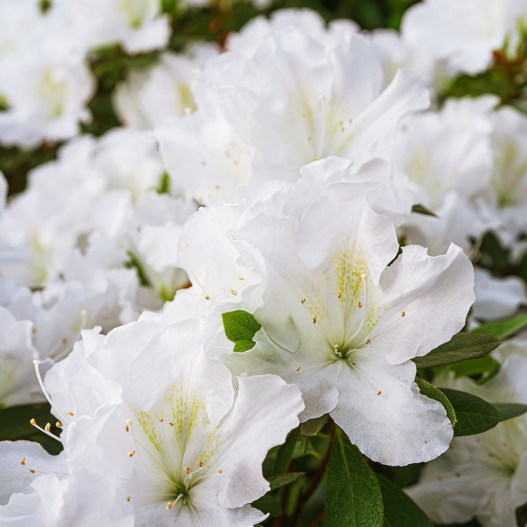 Azalée du Japon Encore White Julia - Willemse