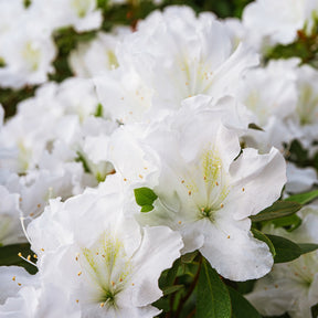 Azalée du Japon Encore White Julia - Willemse
