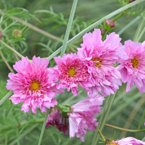Cosmos bipinnatus 'Double Dutch Rose' - Cosmos double rose - Graines de fleurs
