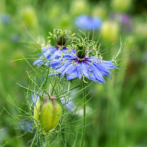 Nigelle d’Espagne 'Midnight' - Nigella papillosa (hispanica) - Willemse