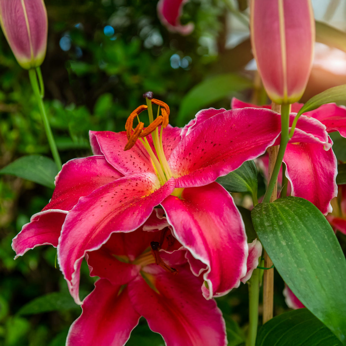 Lis Gomera - Lillium Gomera  - Willemse