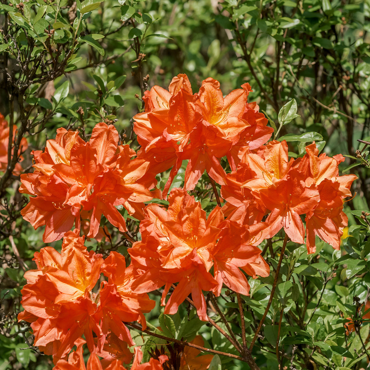 Azalée de Chine Glowing Embers - Willemse