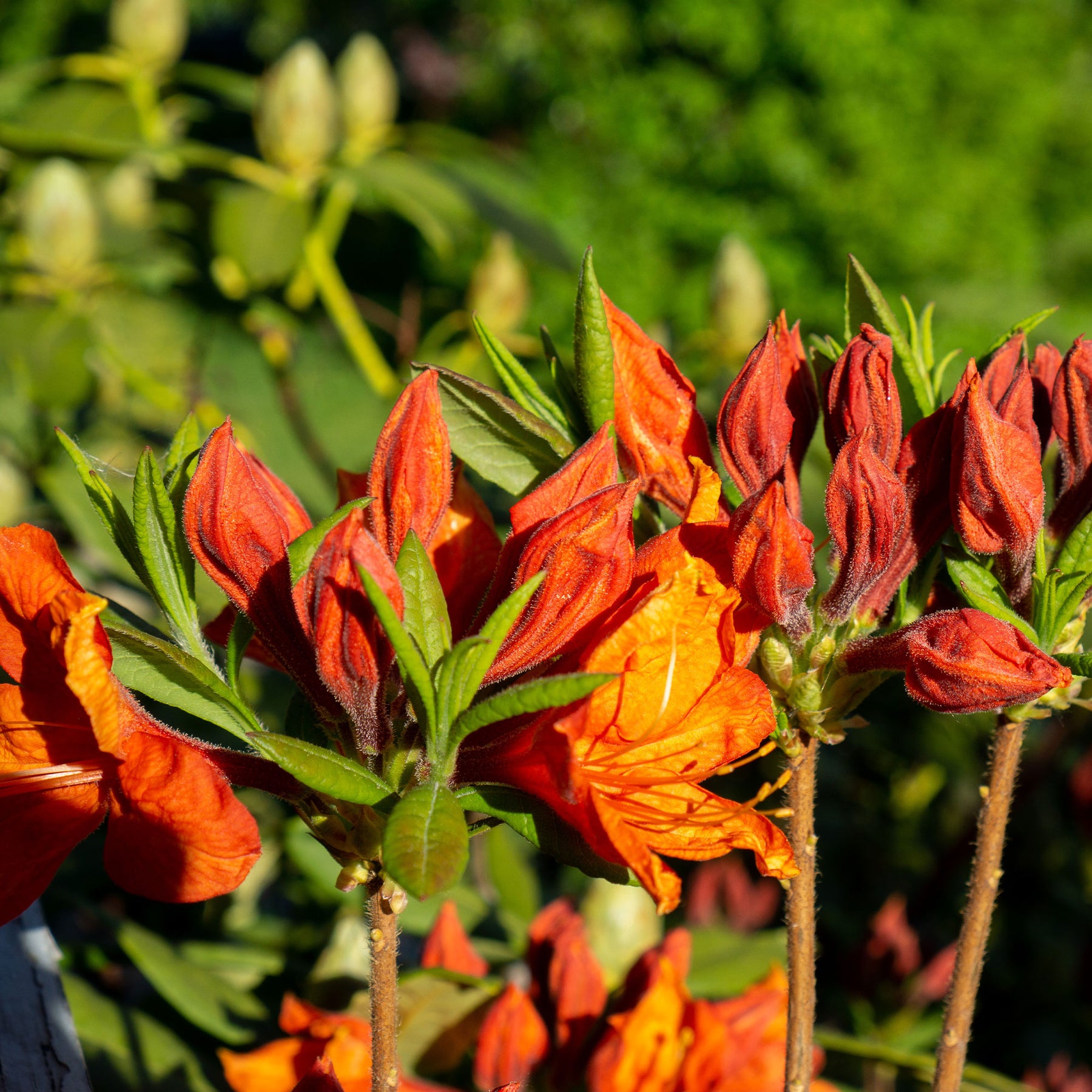 Azalée de Chine Glowing Embers - Rhododendron (Azalea) mollis Glowing Embers  - Willemse