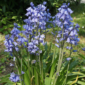 Scilla campanulata blue - Jacinthe des bois bleue - Scille