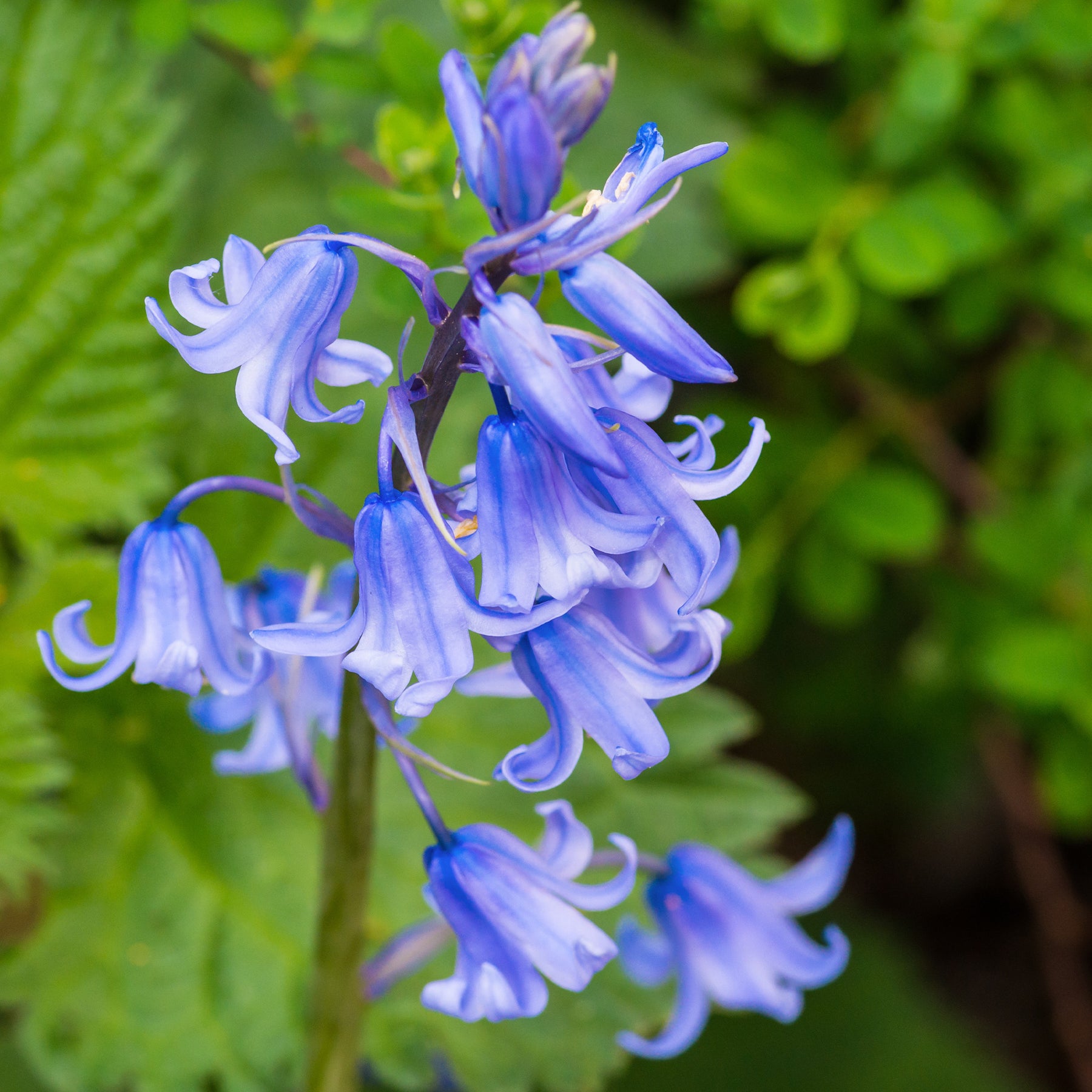 Scille - Jacinthe des bois bleue - Scilla campanulata blue