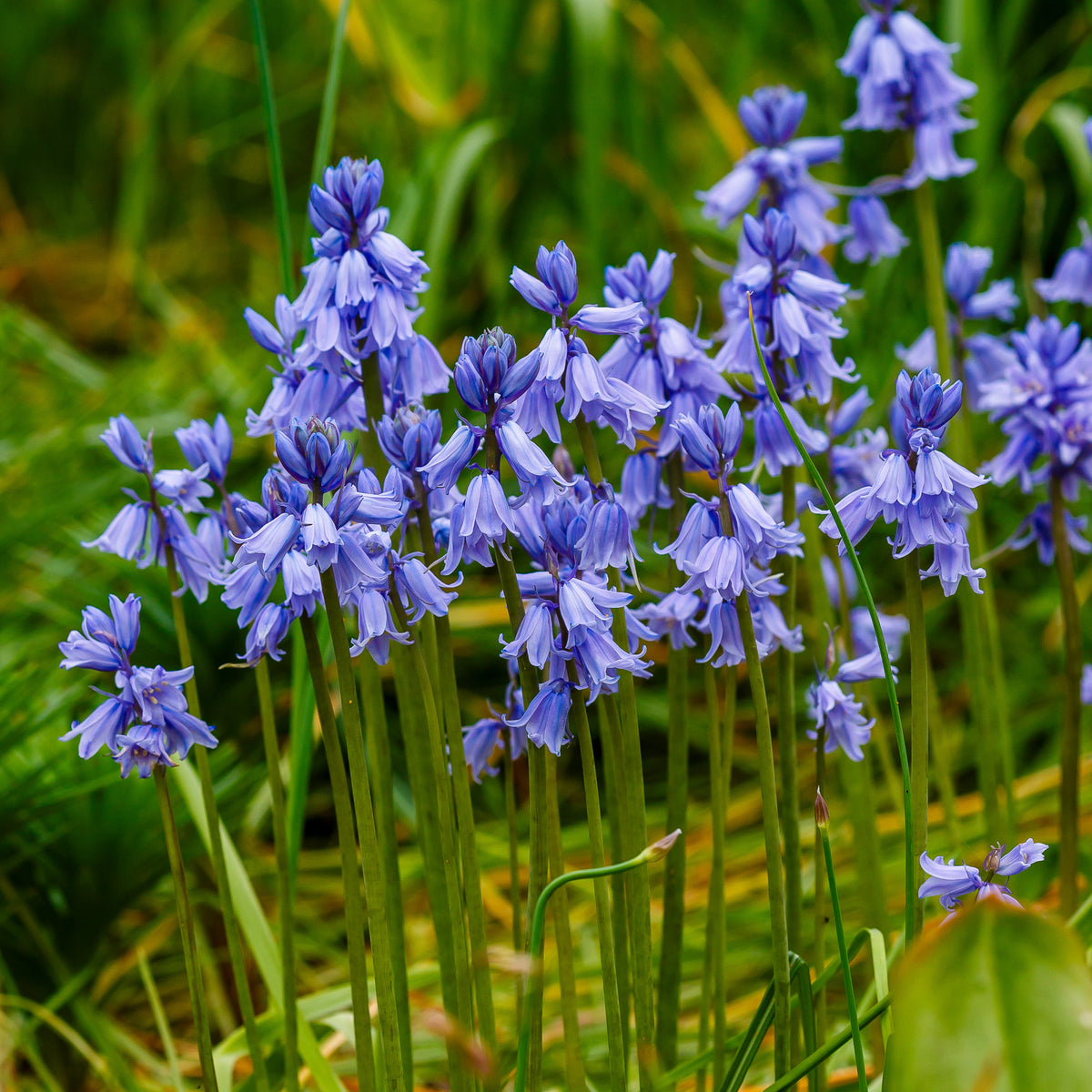 Jacinthe des bois bleue - Willemse