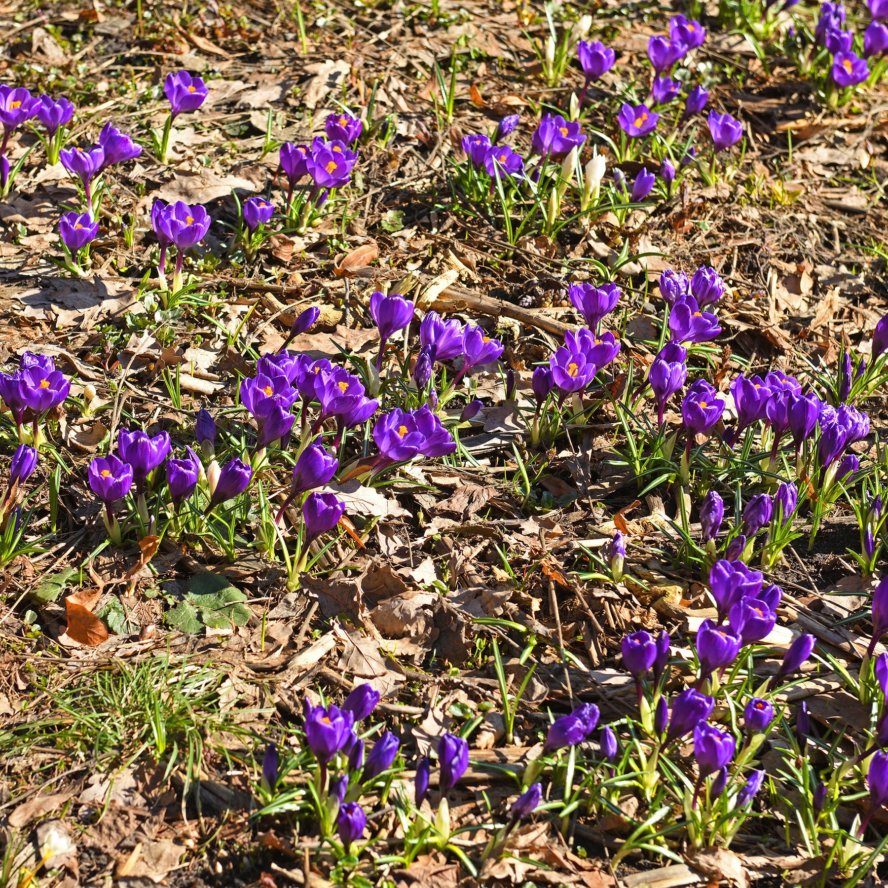 Crocus - 15 Crocus Flower Record - Crocus vernus flower record