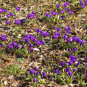 Crocus - 15 Crocus Flower Record - Crocus vernus flower record