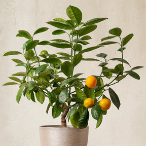 Vente Mandarinier - Citrus reticulata
