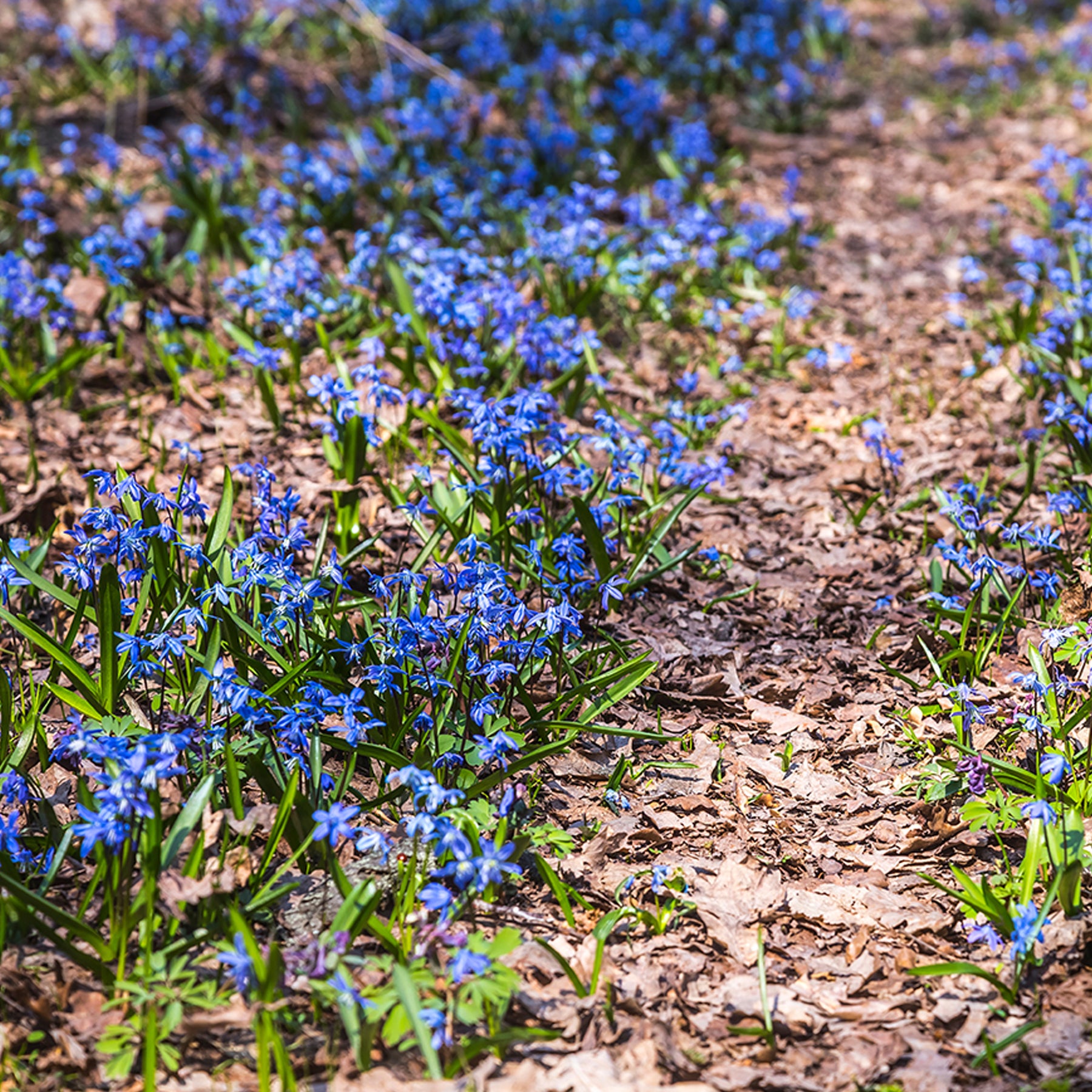 Scilla siberica - Scille de Sibérie - Scilla - Scille