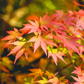 Erable du Japon Rêve orange