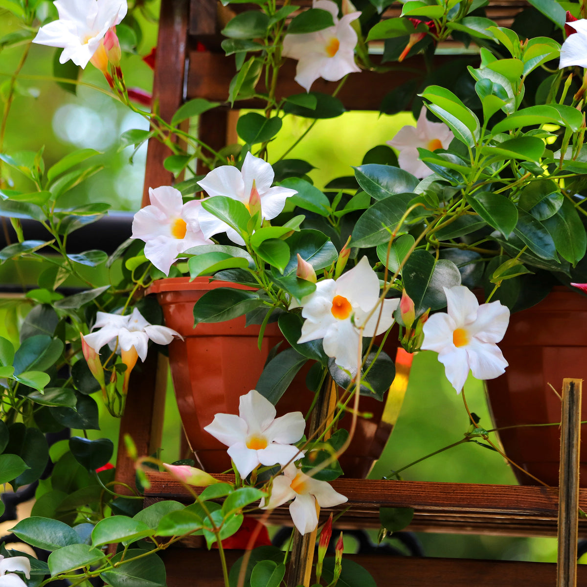 Jasmin du Brésil blanc - Dipladenia - Willemse