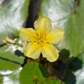Vente Limnanthème Faux nénuphar - Nymphoides peltata