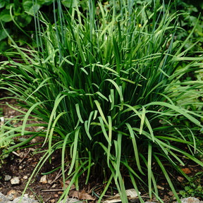 Ciboule de Chine  - Ciboulette Ail Bio