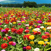 Zinnias à fleurs de dahlia en mélange - Willemse