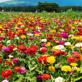 Zinnias à fleurs de dahlia en mélange - Willemse