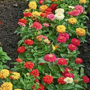 Zinnias à fleurs de dahlia en mélange - Zinnia elegans - Willemse