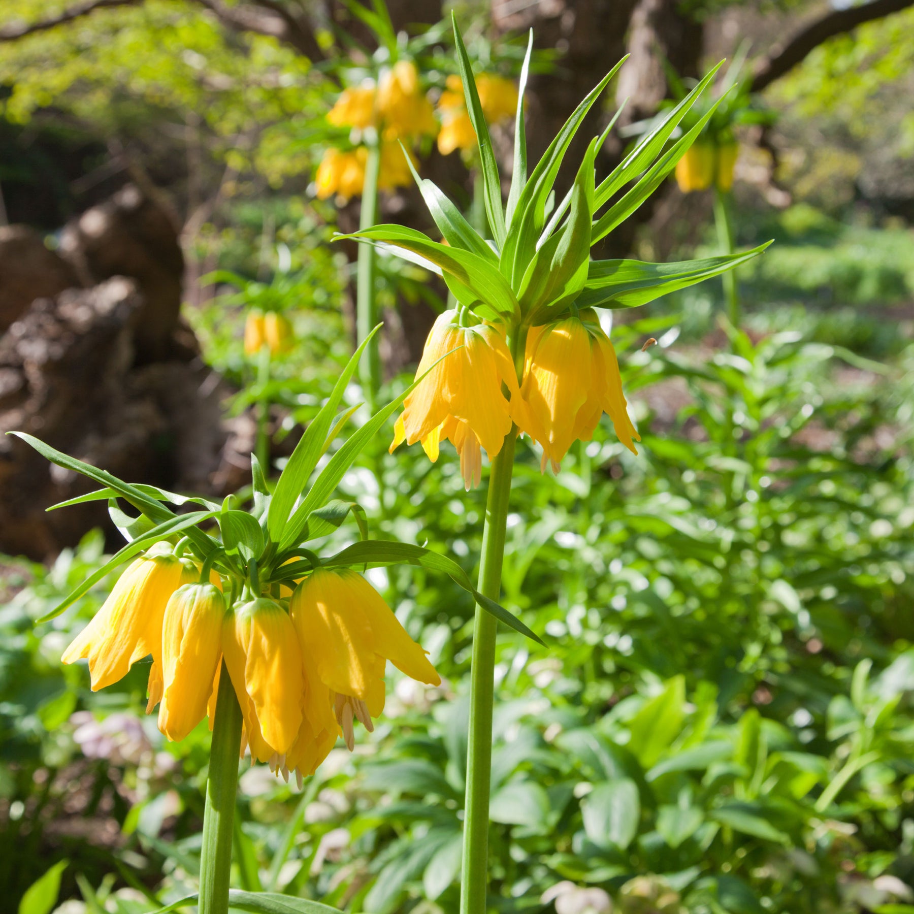 Vente Couronne impériale jaune