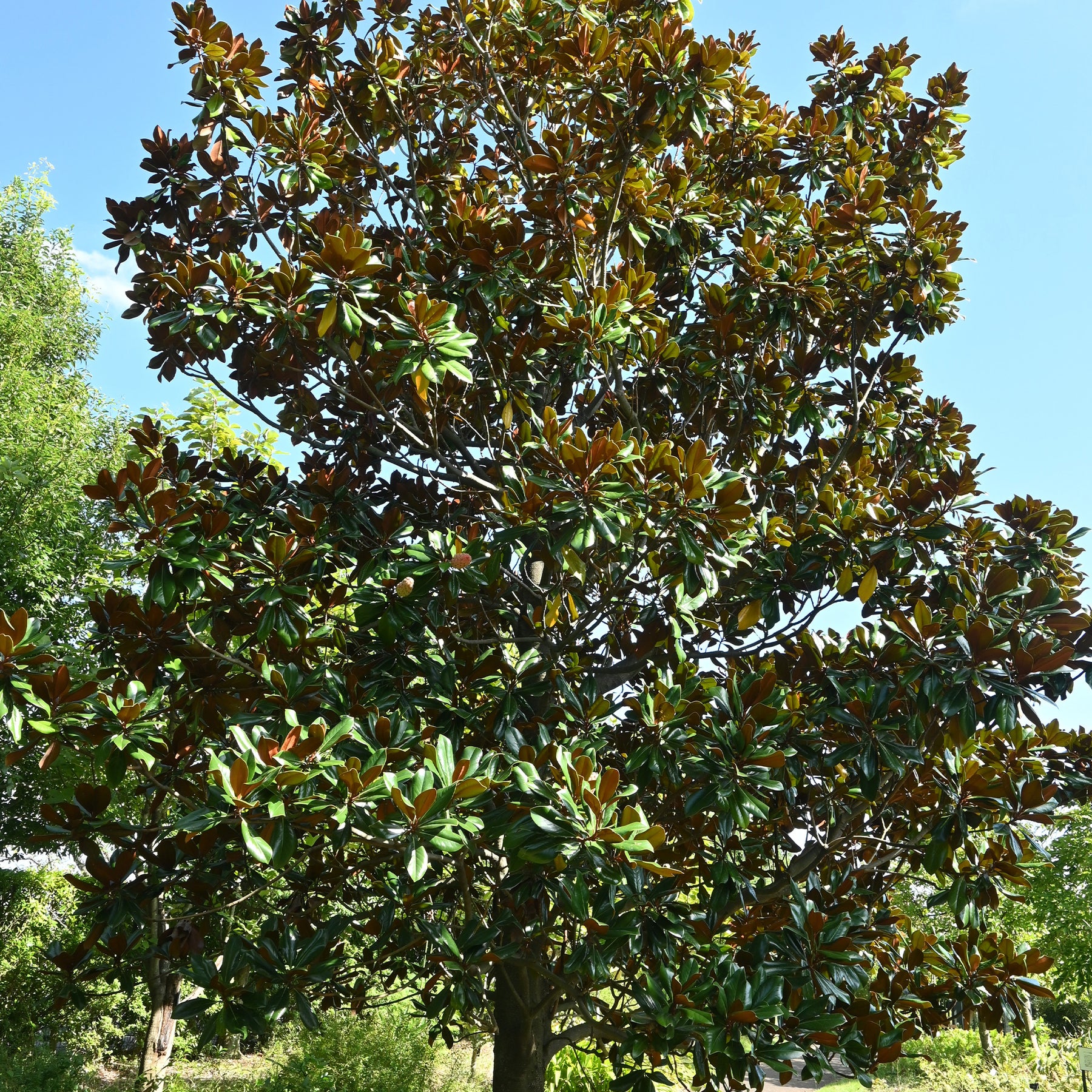 Magnolia à grandes fleurs - Magnolia grandiflora - Willemse