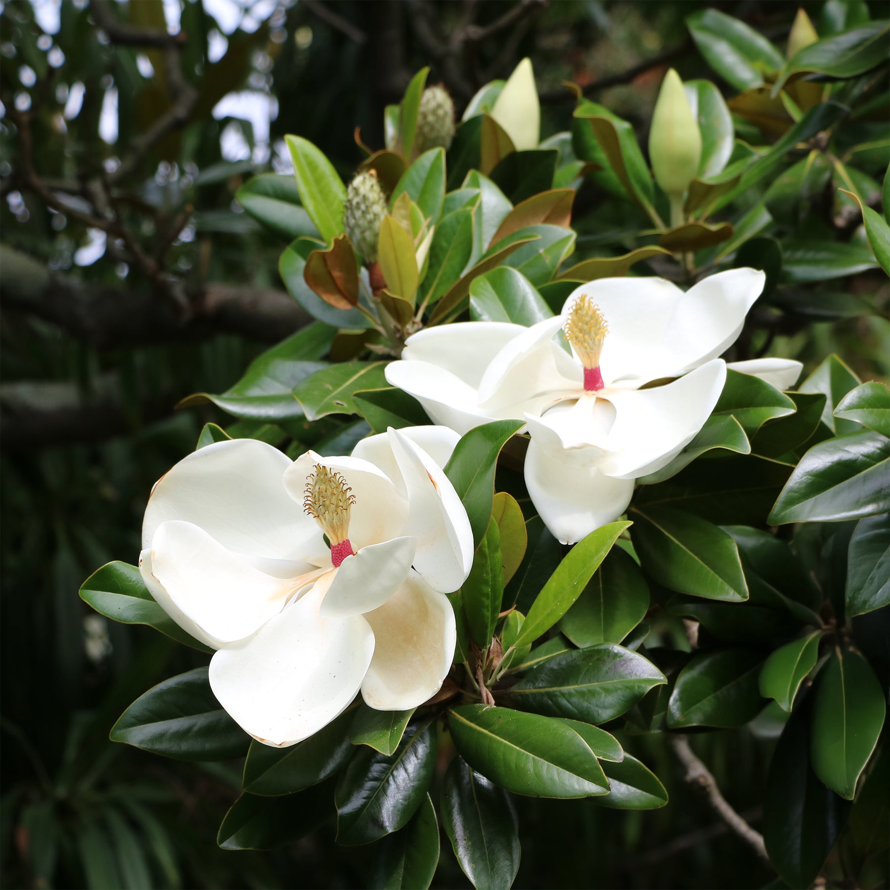 Magnolia à grandes fleurs - Willemse