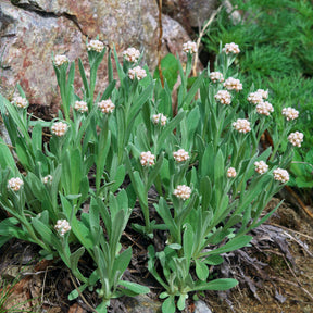Anaphalis alpicola - Bouton d'argent des Alpes - Fleurs vivaces