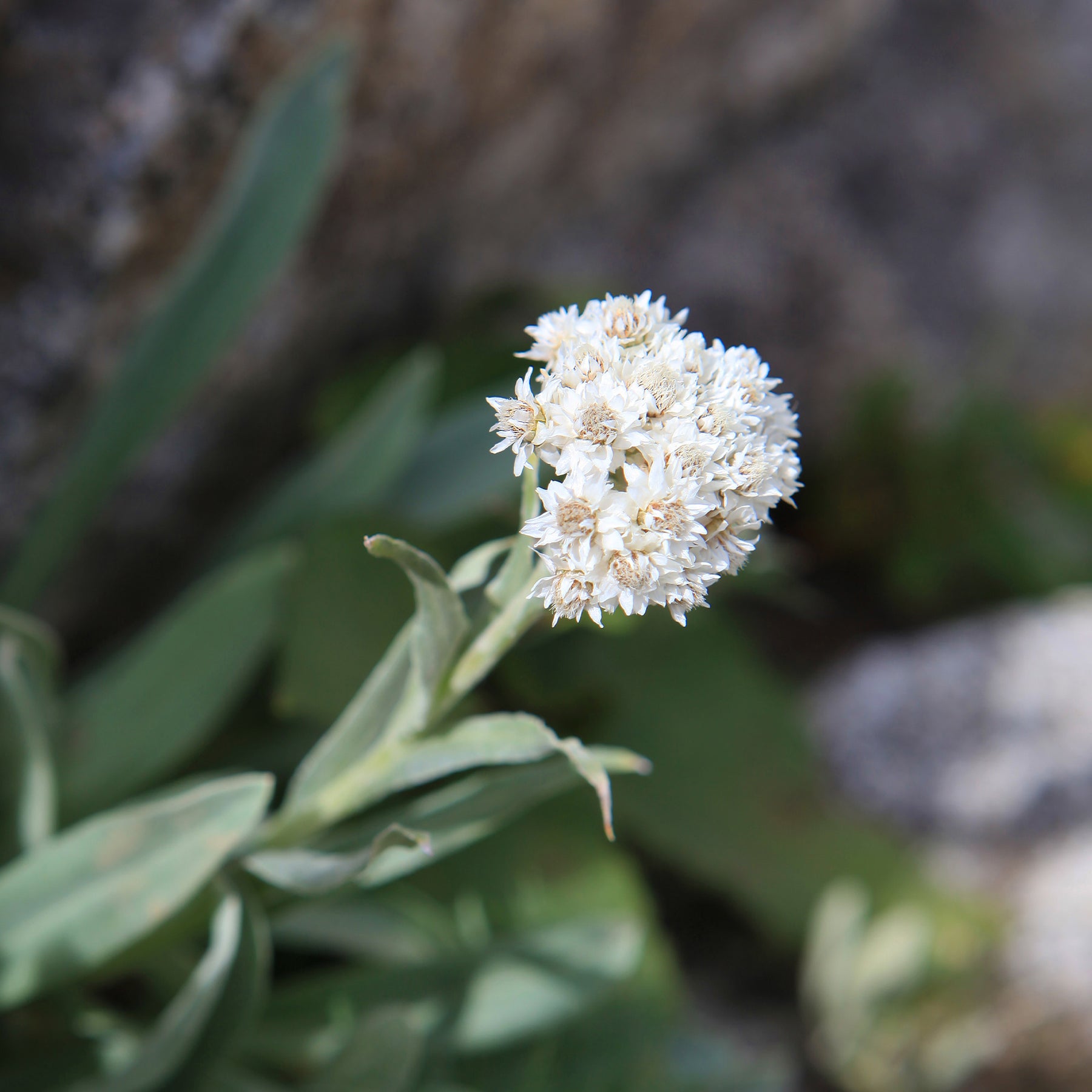 Bouton d'argent des Alpes - Anaphalis alpicola - Willemse