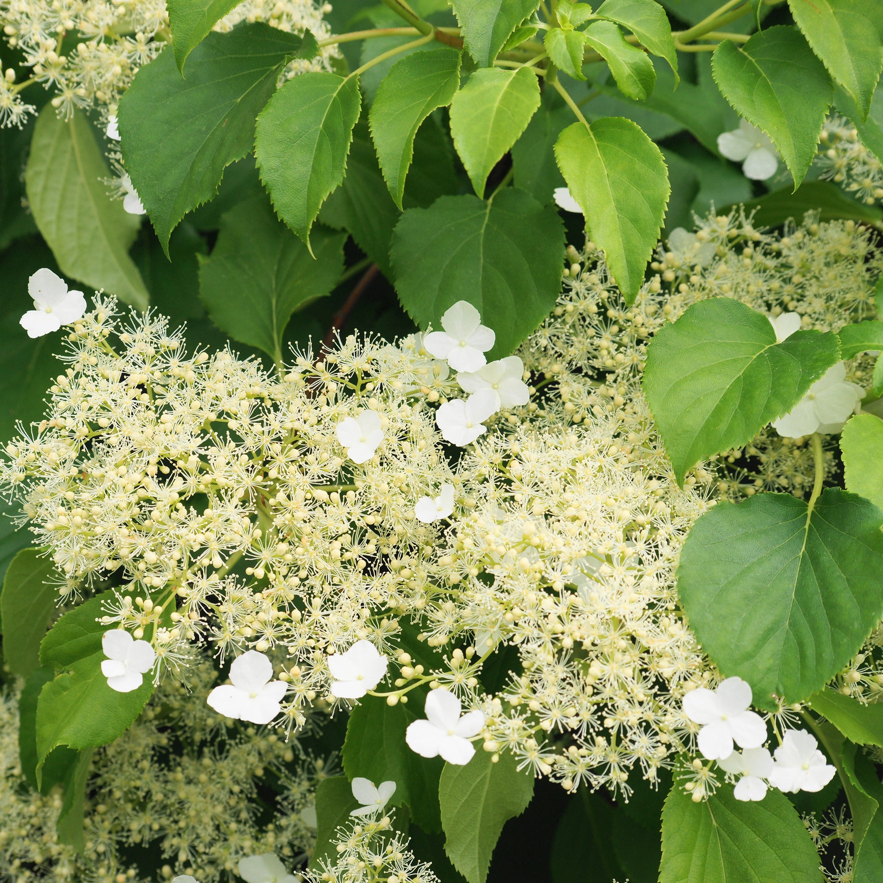 Hortensia grimpant