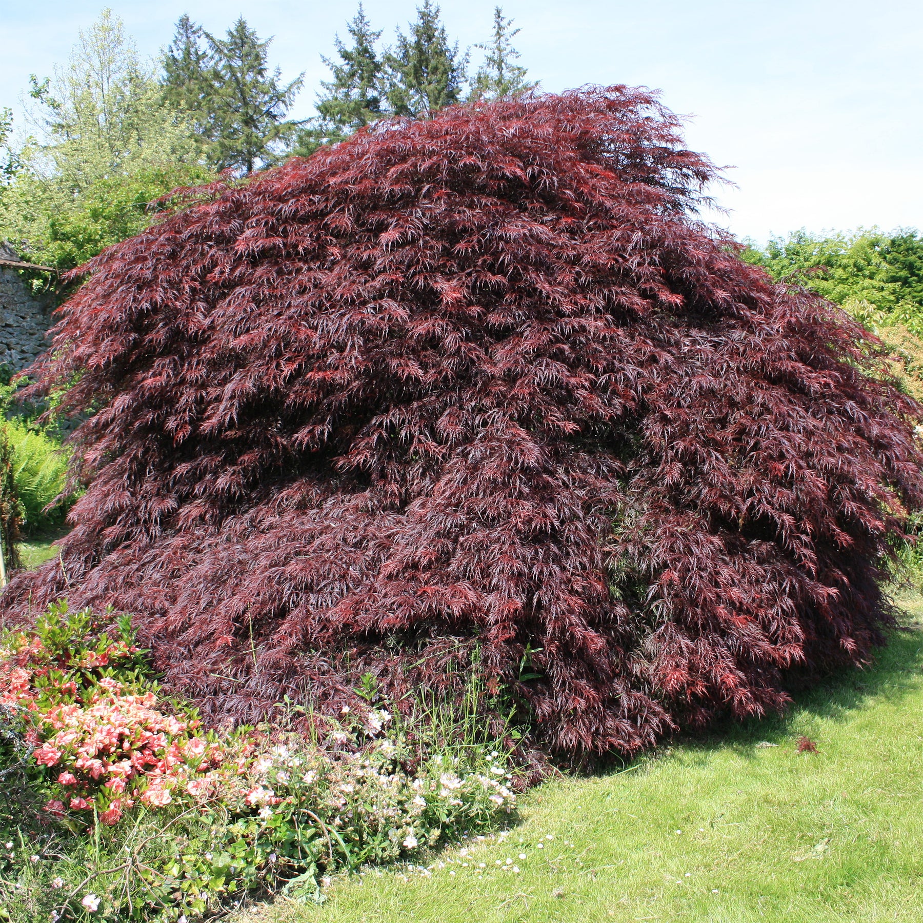 Acer palmatum dissectum Garnet - Erable du Japon Garnet - Erable du Japon