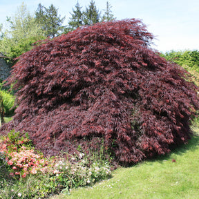 Acer palmatum dissectum Garnet - Erable du Japon Garnet - Erable du Japon
