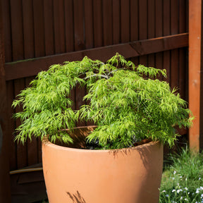 Vente Erable du Japon Emerald Lace
