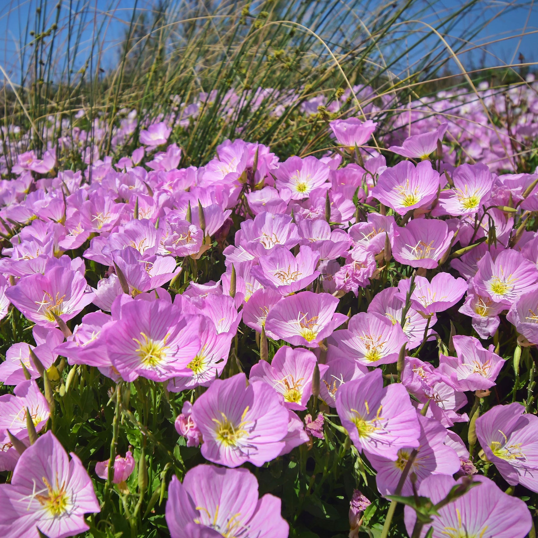 Vente 2 Oenothères roses Siskiyou Pink - Oenothera speciosa Siskiyou Pink