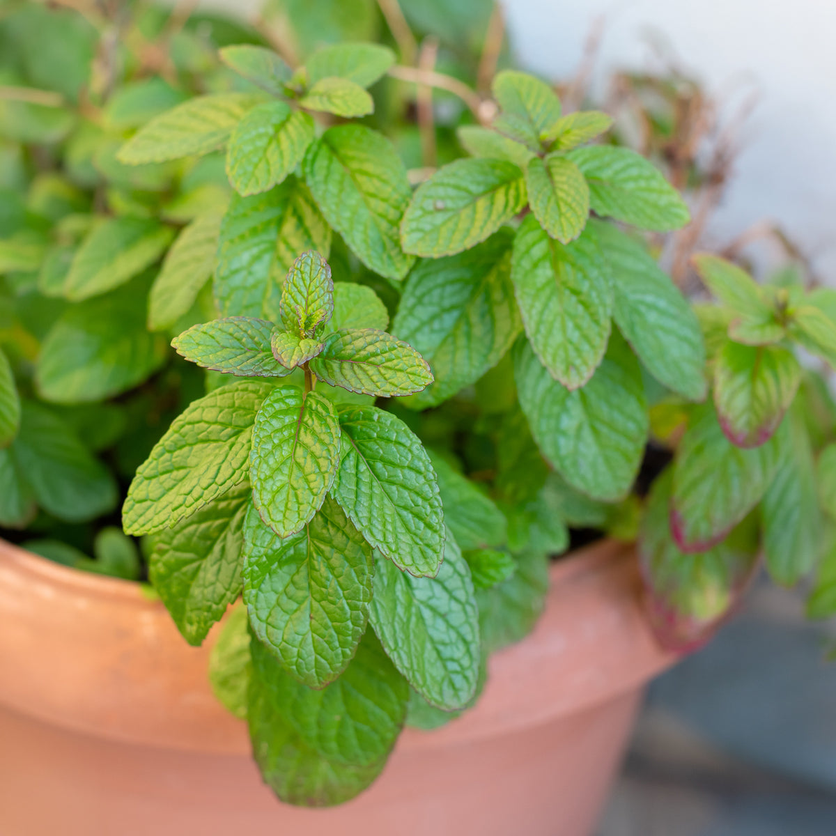 Menthe verte - Willemse