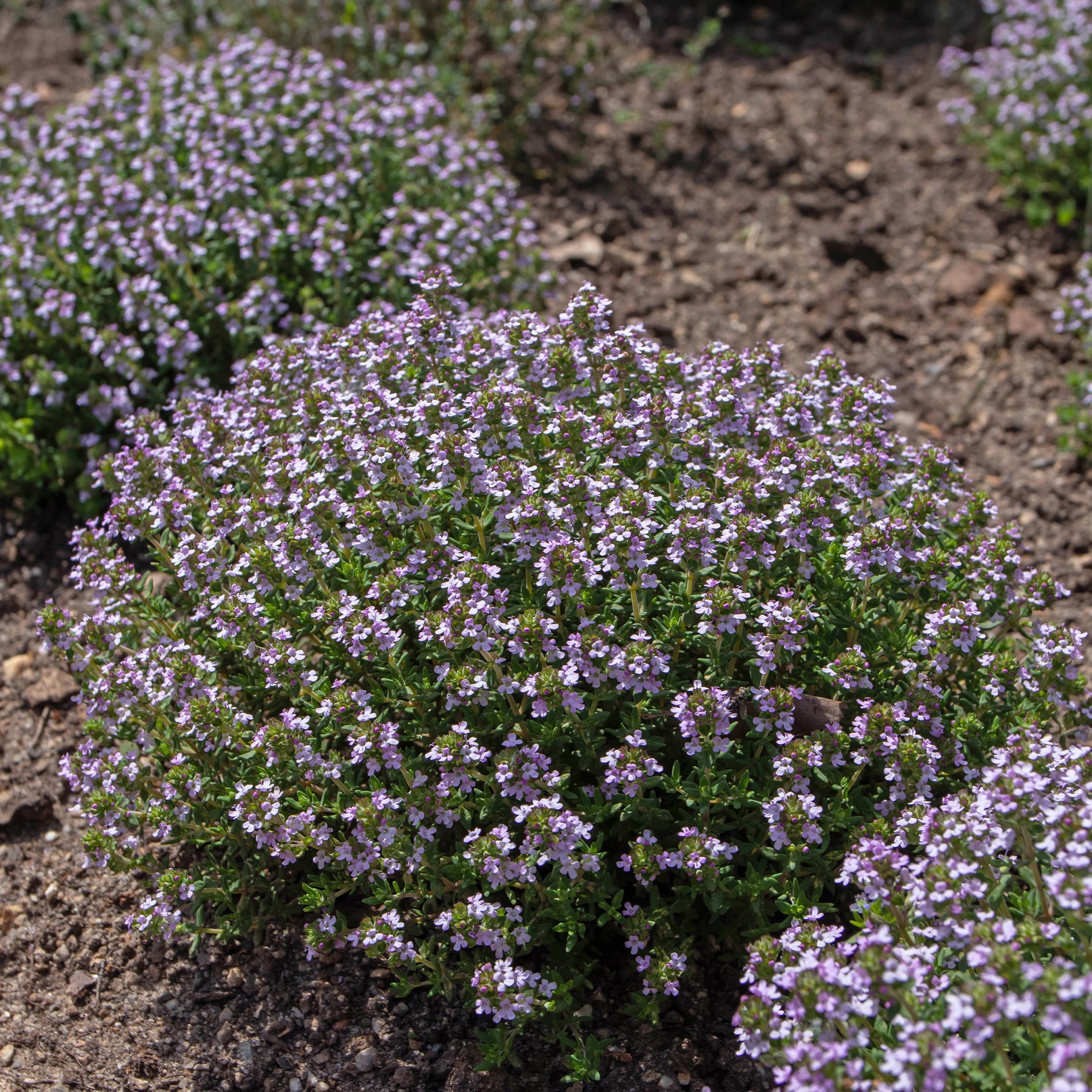 Thym commun Compactus Thym nain - Willemse