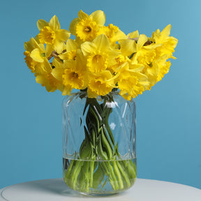 Narcisse - 5 Narcisses Dutch Master - Narcissus 'dutch master'