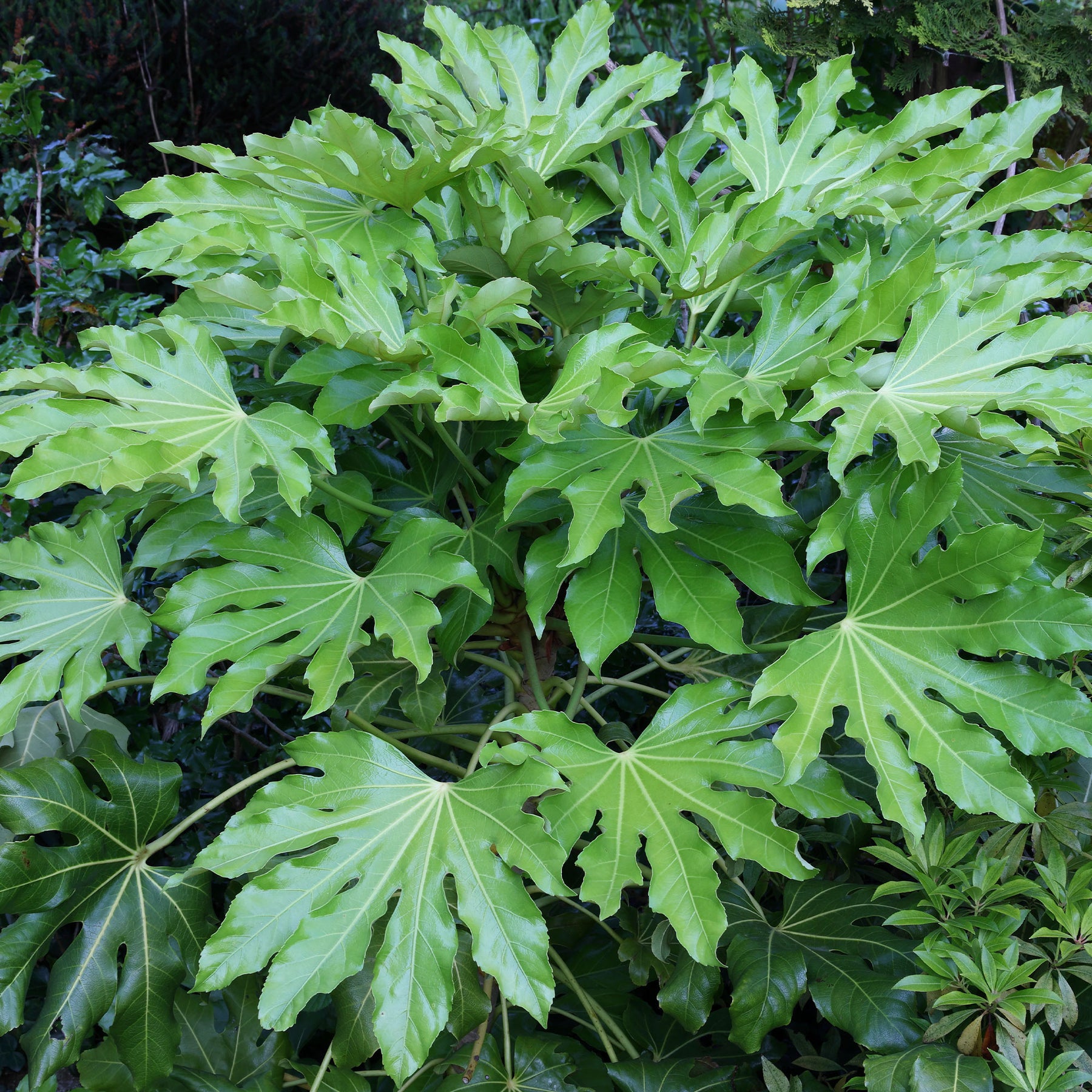 Vente Fatsia du Japon