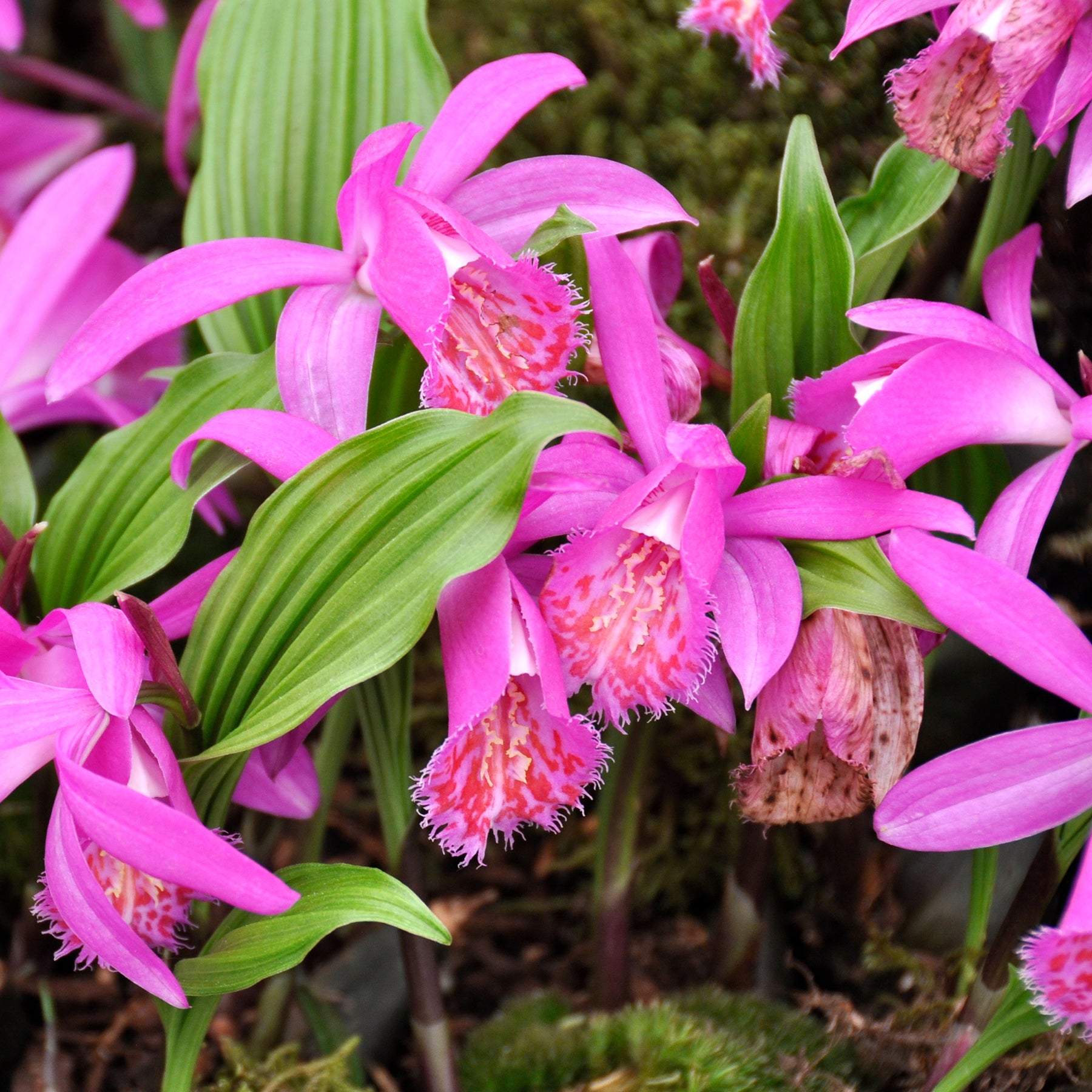 Pleione tongariro - Orchidée de jardin rose - Bulbes à fleurs originaux