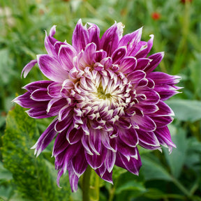 3 Dahlias à grandes fleurs Vancouver - Dahlia 'vancouver' - Willemse
