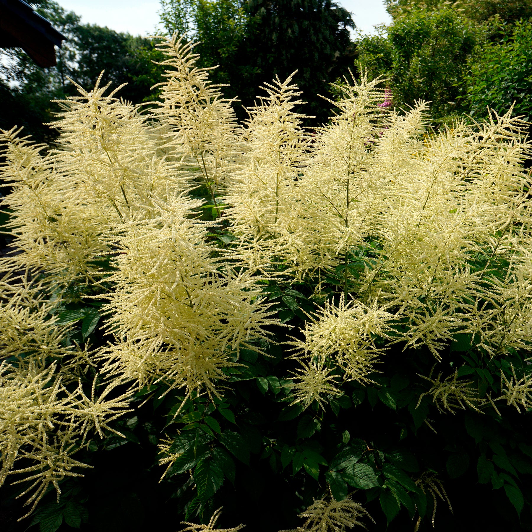 Barbe de bouc dioïques - Aruncus dioicus - Willemse